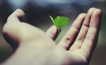 Mano sosteniendo un brote verde, símbolo de cuidado, vida en crecimiento y esperanza frente al sufrimiento.